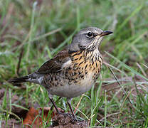 Fieldfare