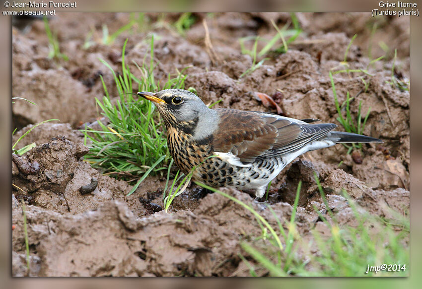 Fieldfare