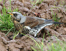 Fieldfare