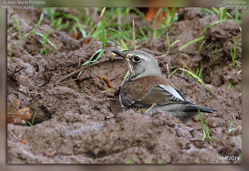 Fieldfare