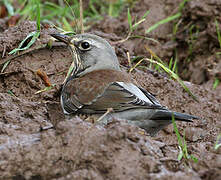 Fieldfare