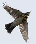 Fieldfare