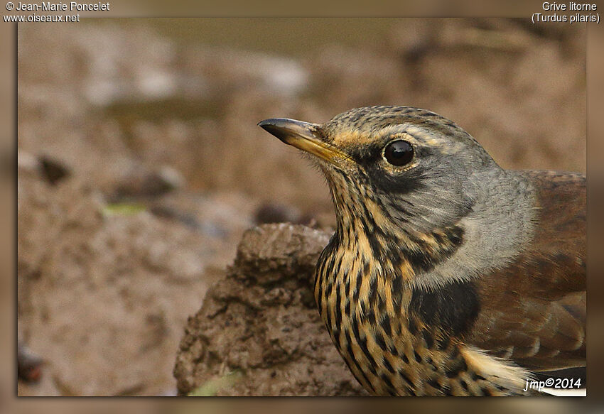 Fieldfare