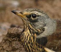 Fieldfare