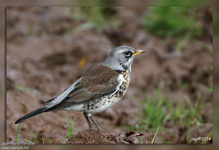 Fieldfareadult, identification