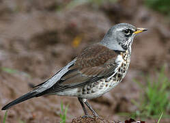 Fieldfare