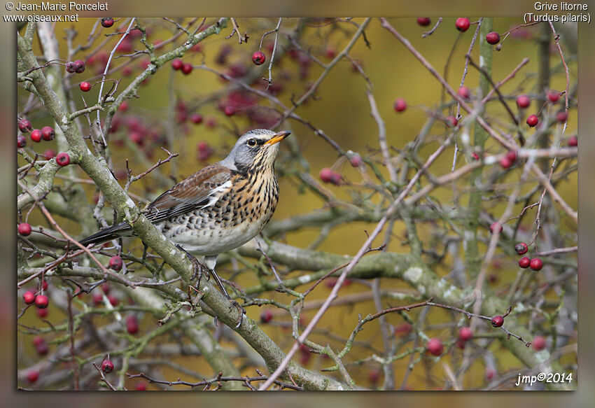 Fieldfare