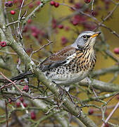 Fieldfare