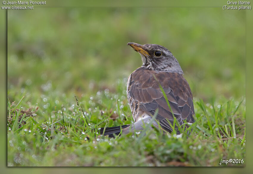 Fieldfare