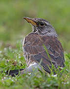 Fieldfare