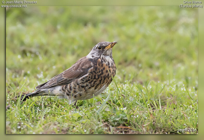 Fieldfare