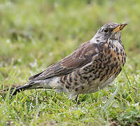 Fieldfare