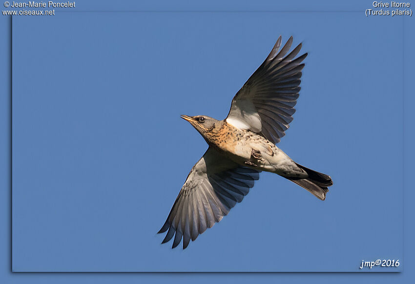 Fieldfare