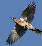 Fieldfare