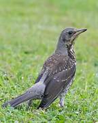 Fieldfare