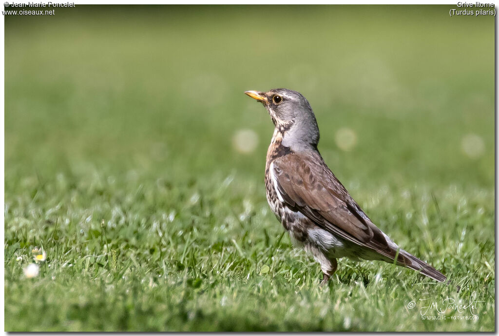 Fieldfare