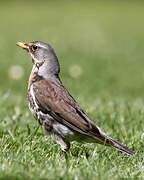 Fieldfare