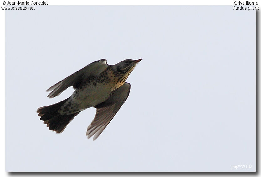 Fieldfare