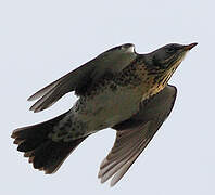 Fieldfare