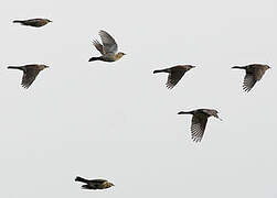 Fieldfare