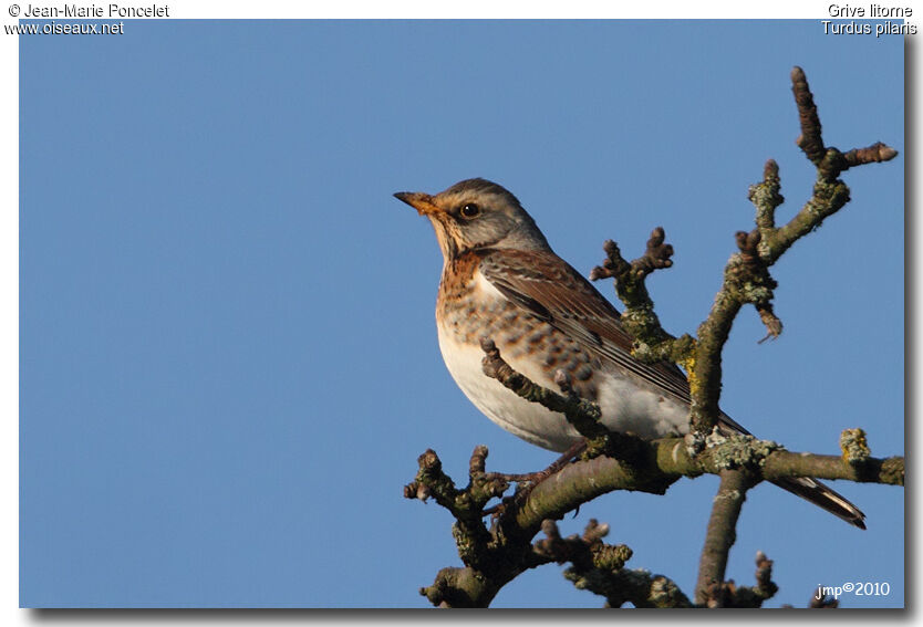 Fieldfare