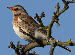 Fieldfare