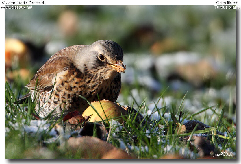 Fieldfare