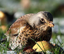 Fieldfare