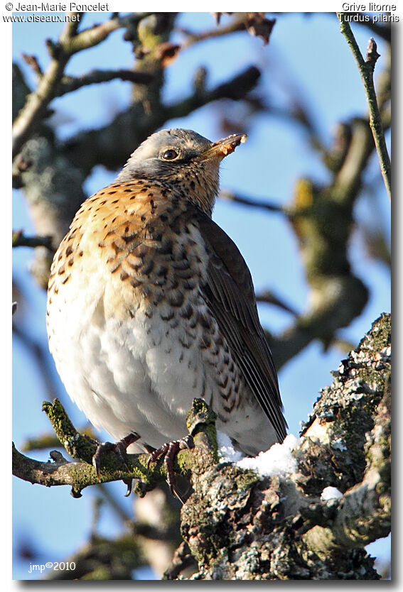 Fieldfare