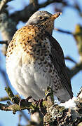 Fieldfare