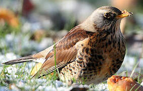 Fieldfare