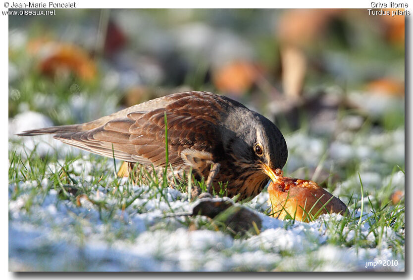 Fieldfare