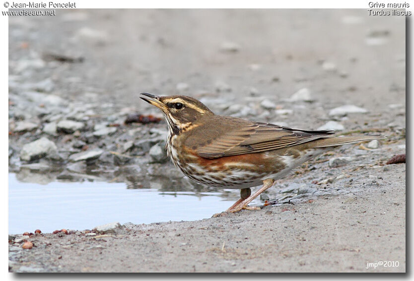 Redwing