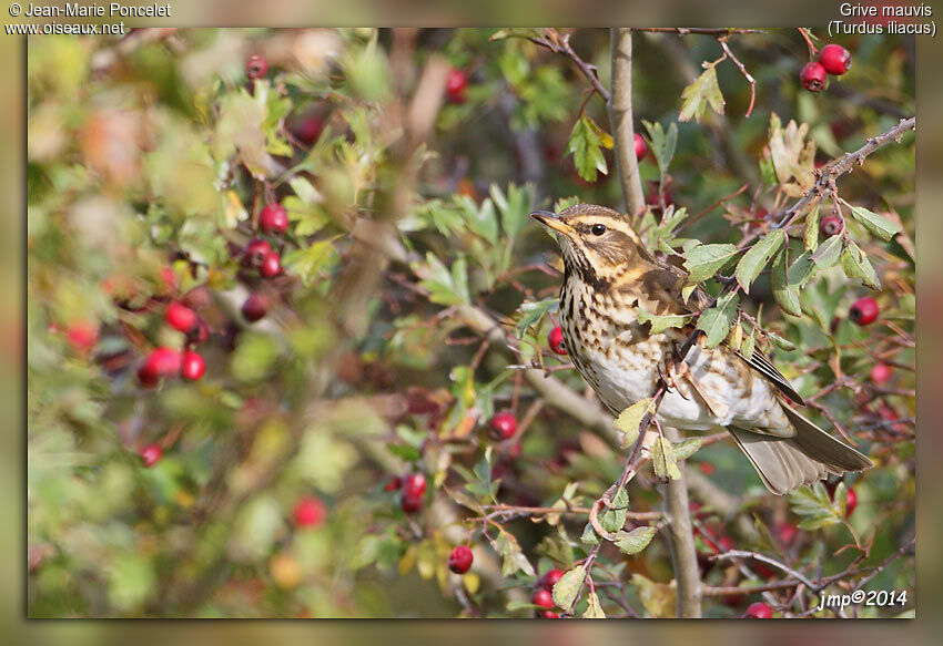 Redwing