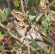 Redwing