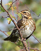 Redwing