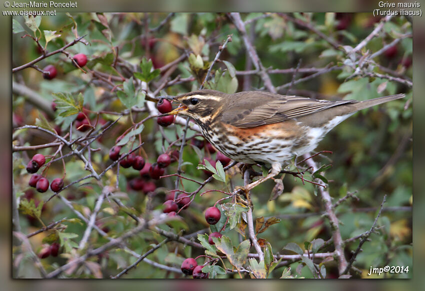 Redwing