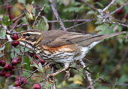 Redwing