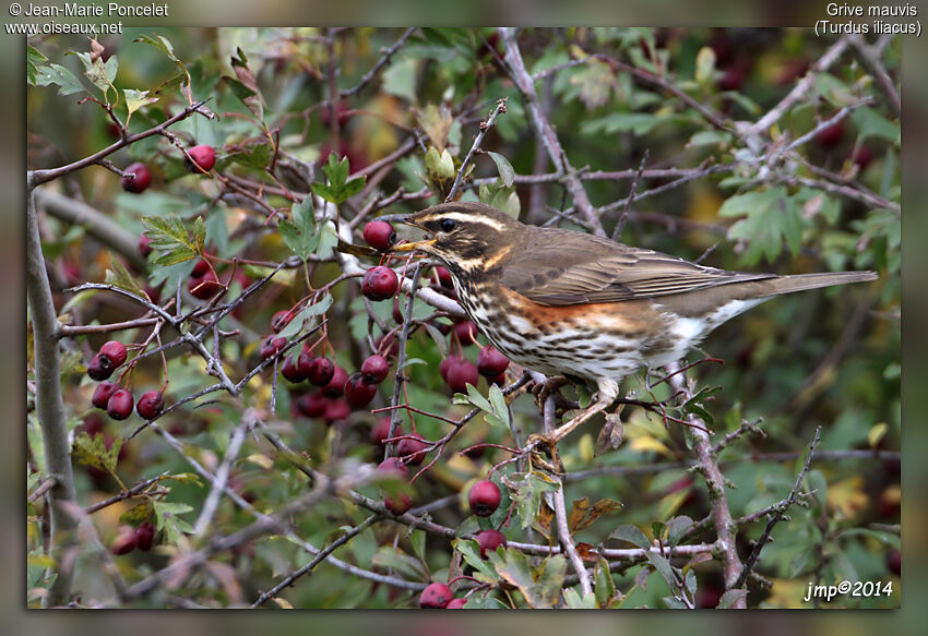 Redwing