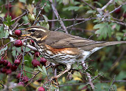 Redwing