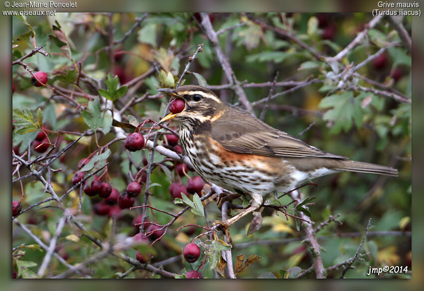 Redwing