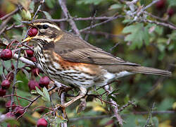 Redwing