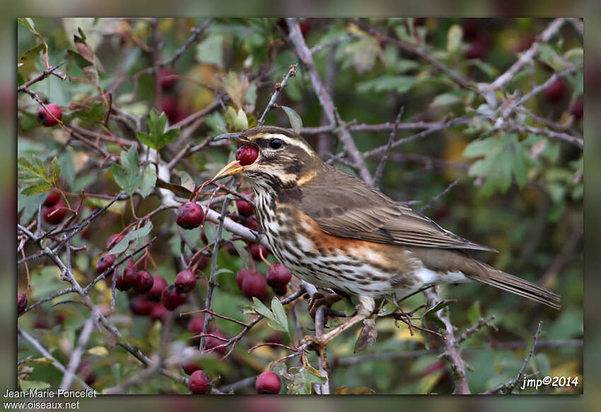 Redwing, feeding habits