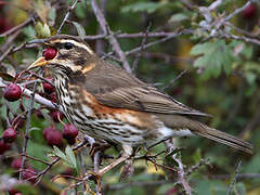 Redwing