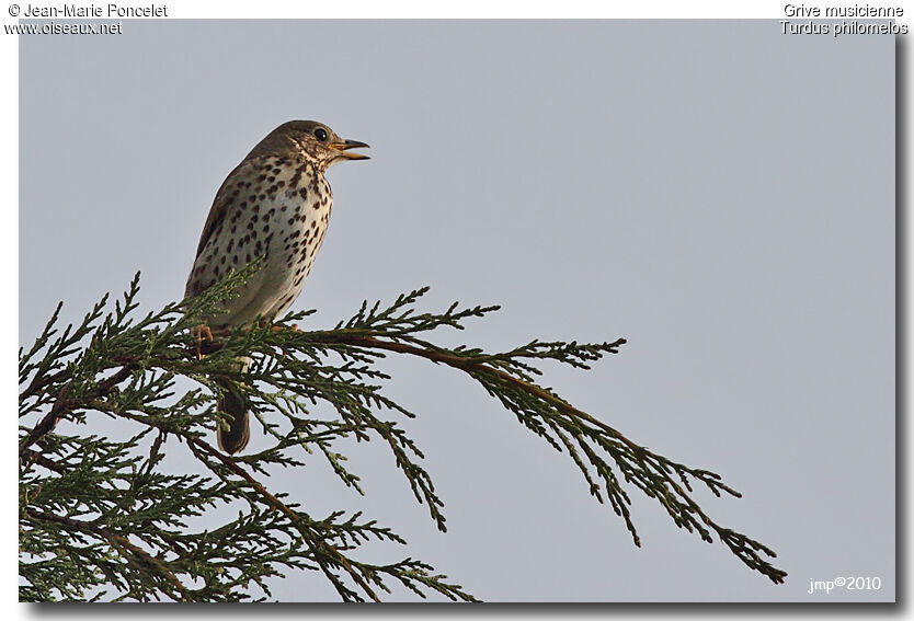 Song Thrush