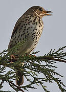 Song Thrush