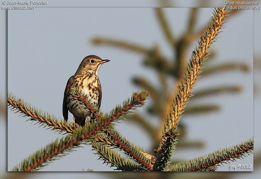 Song Thrush