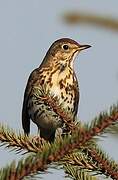 Song Thrush