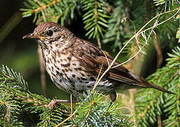 Song Thrush