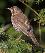 Song Thrush